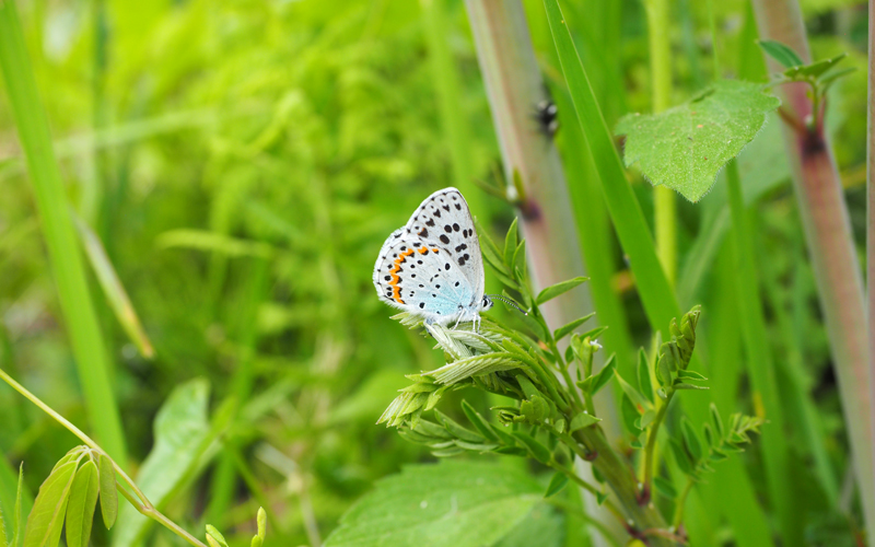 絶滅危惧種の草原のチョウ分布回復プロジェクト「ここ数年の草原環境の