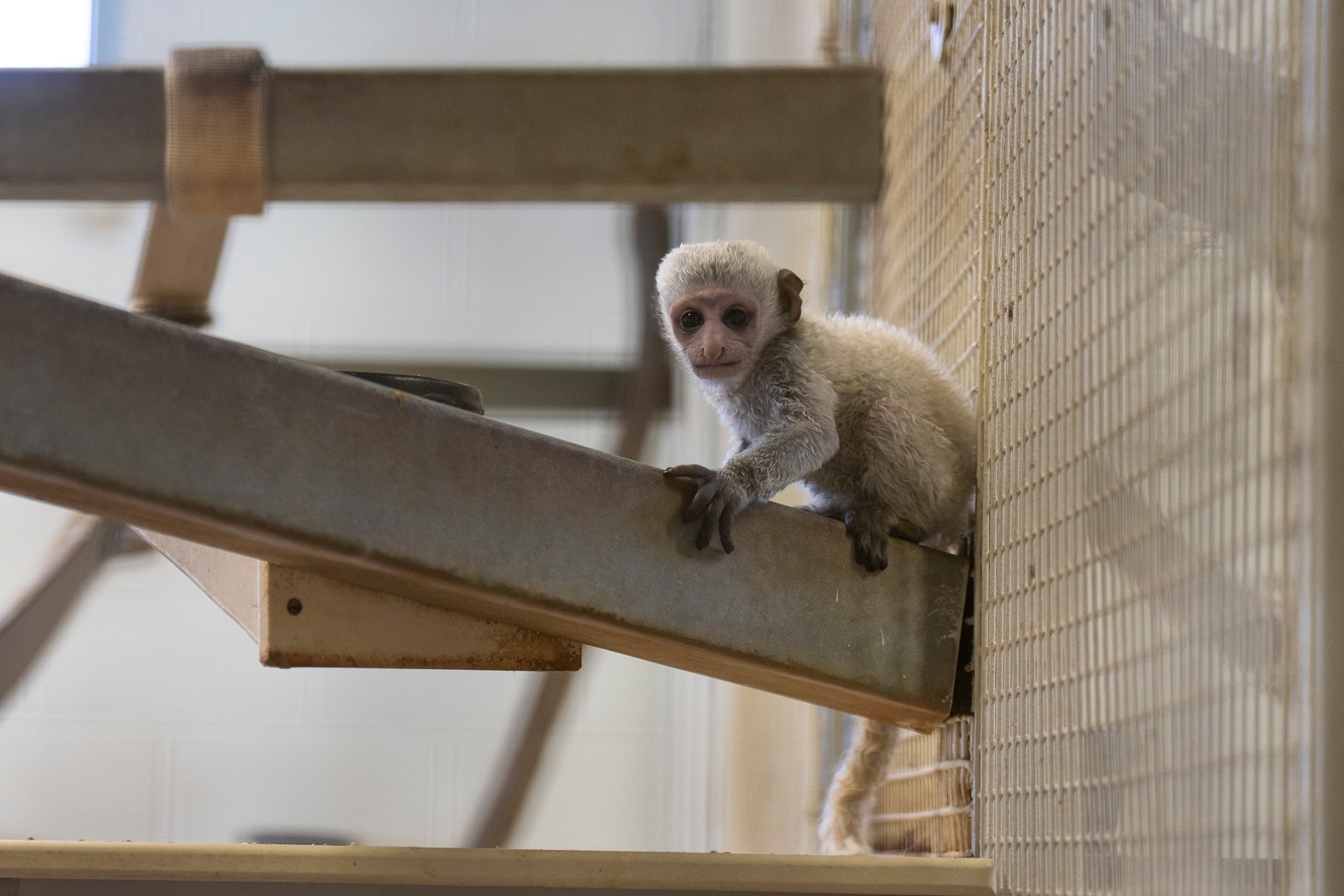 Meet the Columbus Zoo's newest, cutest primate | NBC4 WCMH-TV