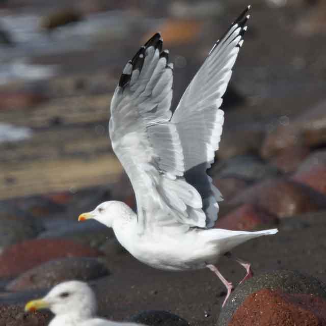 タイミールカモメ，ハイイロチュウヒ♂亜成鳥