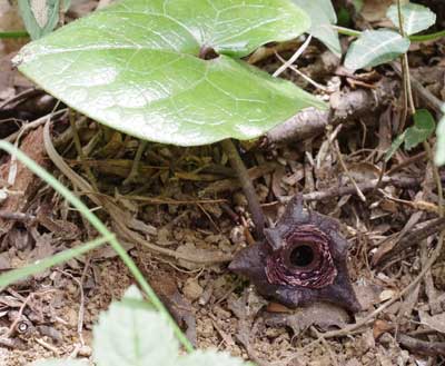 タマノカンアオイ 高尾山