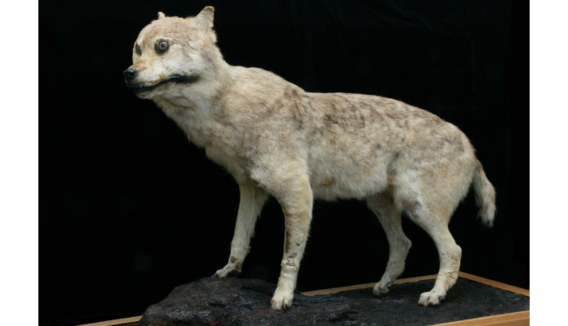 世界に4体しかないニホンオオカミ剥製 和歌山県立自然博物館が展示