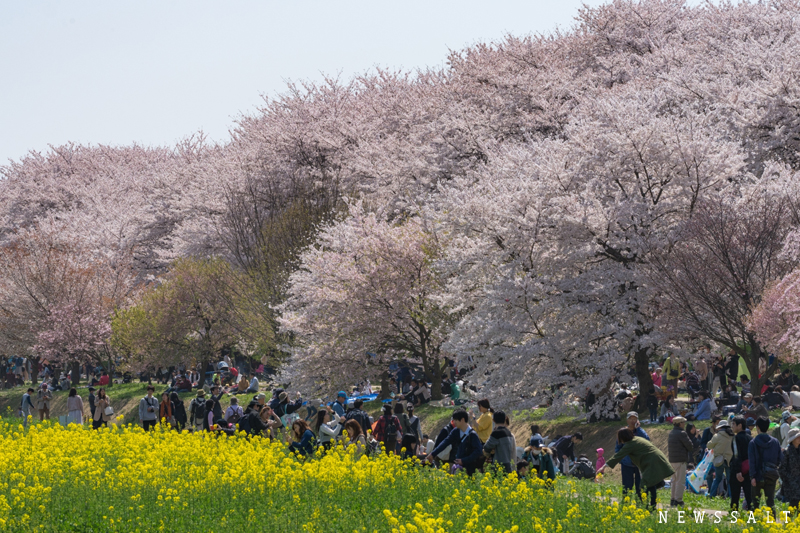 埼玉・権現堂公園 桜と菜の花の二重奏 | NEWS SALT（ニュースソルト）