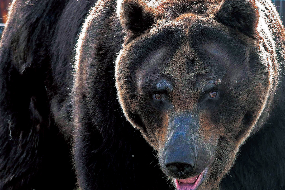 写真】《かつてのクマとはまったく違う…》「アーバン熊」は肉食に進化