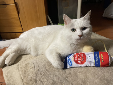 発見]神奈川県のシロちゃん - 迷い猫掲示板
