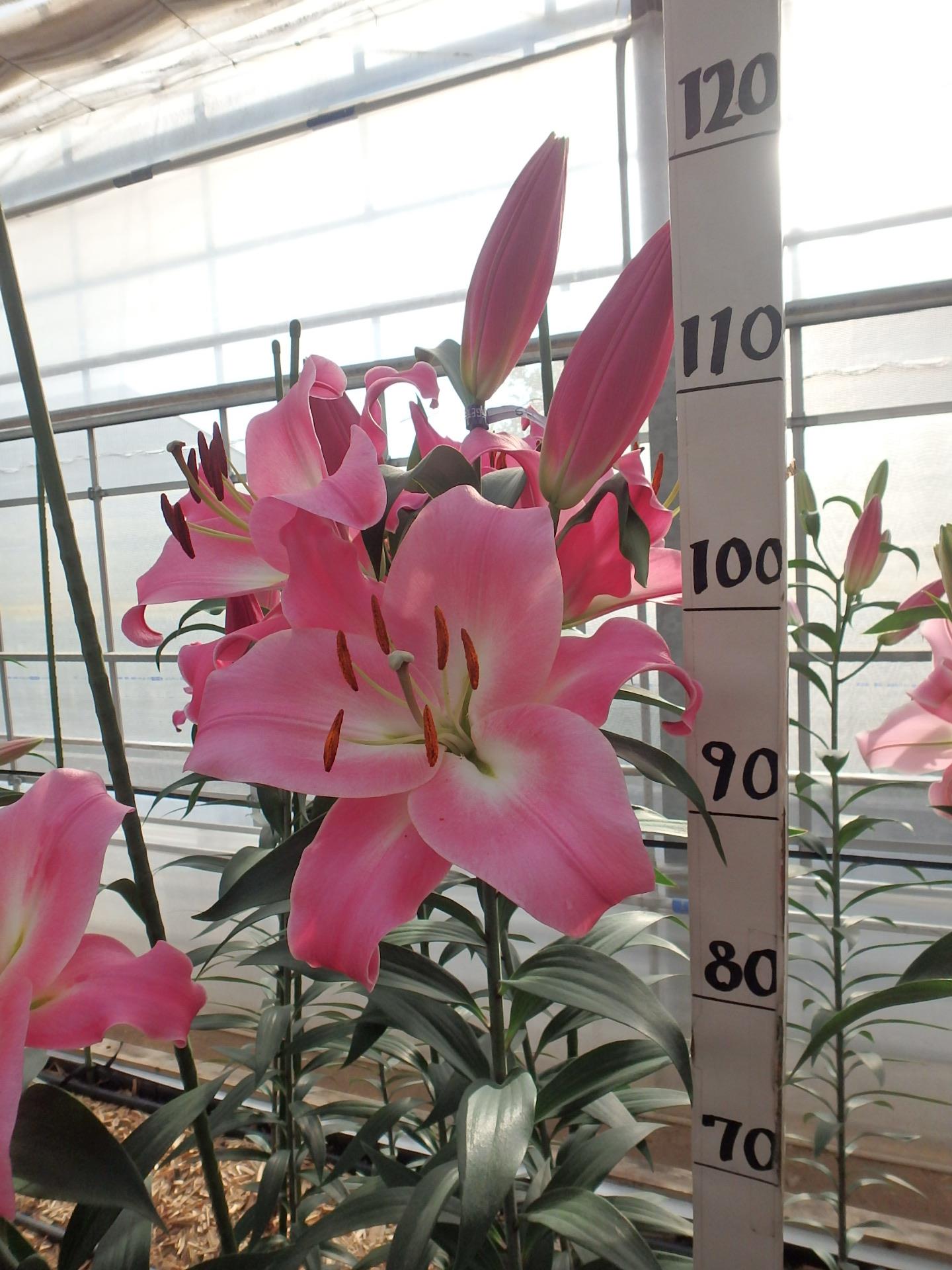 ブルサゴ | 株式会社中村農園