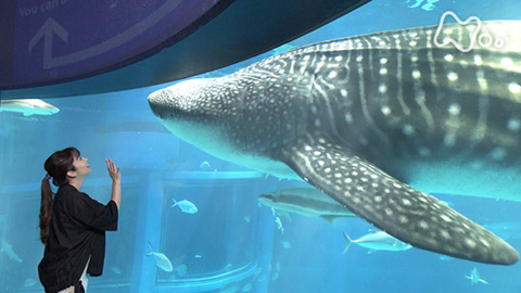 ザ・バックヤード 知の迷宮の裏側探訪 海遊館 - 動画配信