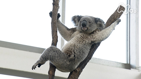 ザ・バックヤード 知の迷宮の裏側探訪 鹿児島市平川動物公園 - 動画配信