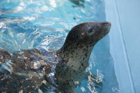 静岡市立 日本平動物園｜動物紹介