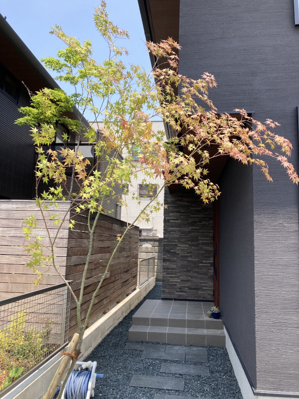 山採りイロハモミジ | niwary | 彦根・長浜・米原・東近江・近江八幡の