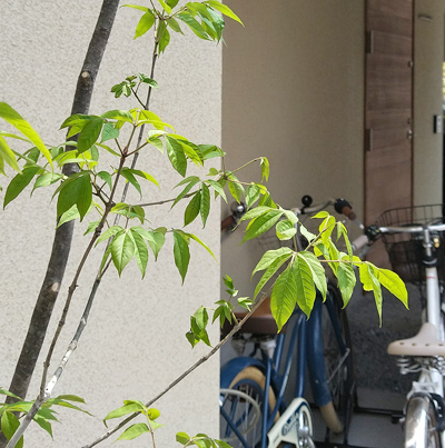 アオダモの魅力と育て方、シンボルツリーとしての植栽実例もご紹介