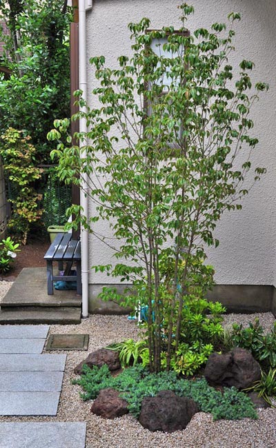 4種類に分かれる【株立ち樹形】を解説-ナチュラルな魅力や代表的な庭木