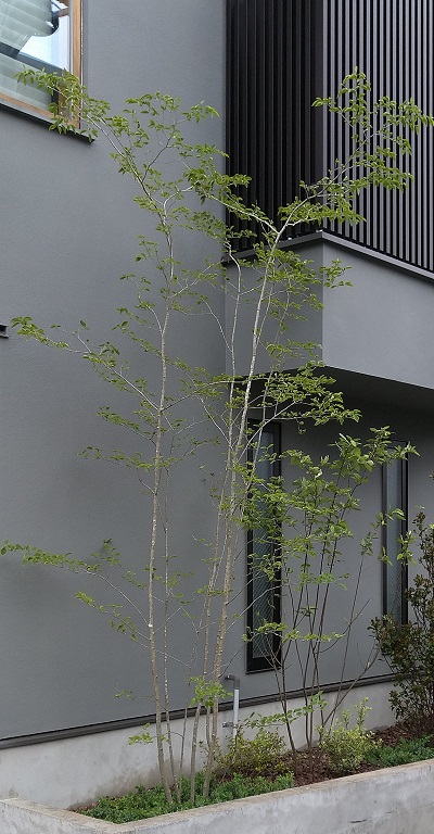 4種類に分かれる【株立ち樹形】を解説-ナチュラルな魅力や代表的な庭木