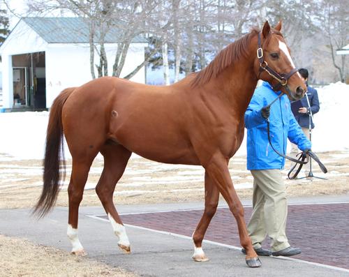 北の大地の絶対王者 カネヒキリの貴重な後継／スーパーステション