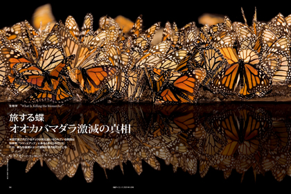 旅する蝶 オオカバマダラ激減の真相 | 日経サイエンス