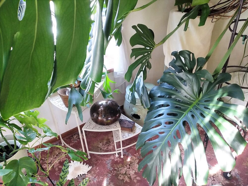 ②巨大デリシオーサはどこで手に入るの？ | 翠月淳二胡スクール