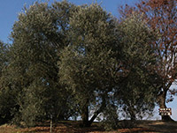 オリーブ苗木4.5号ポット ネバディロ・ブランコ｜オリーブ化粧品の日本