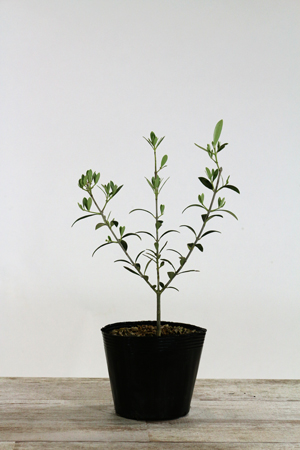 オリーブ苗木4.5号ポット ルッカ｜オリーブ化粧品の日本オリーブ公式通販