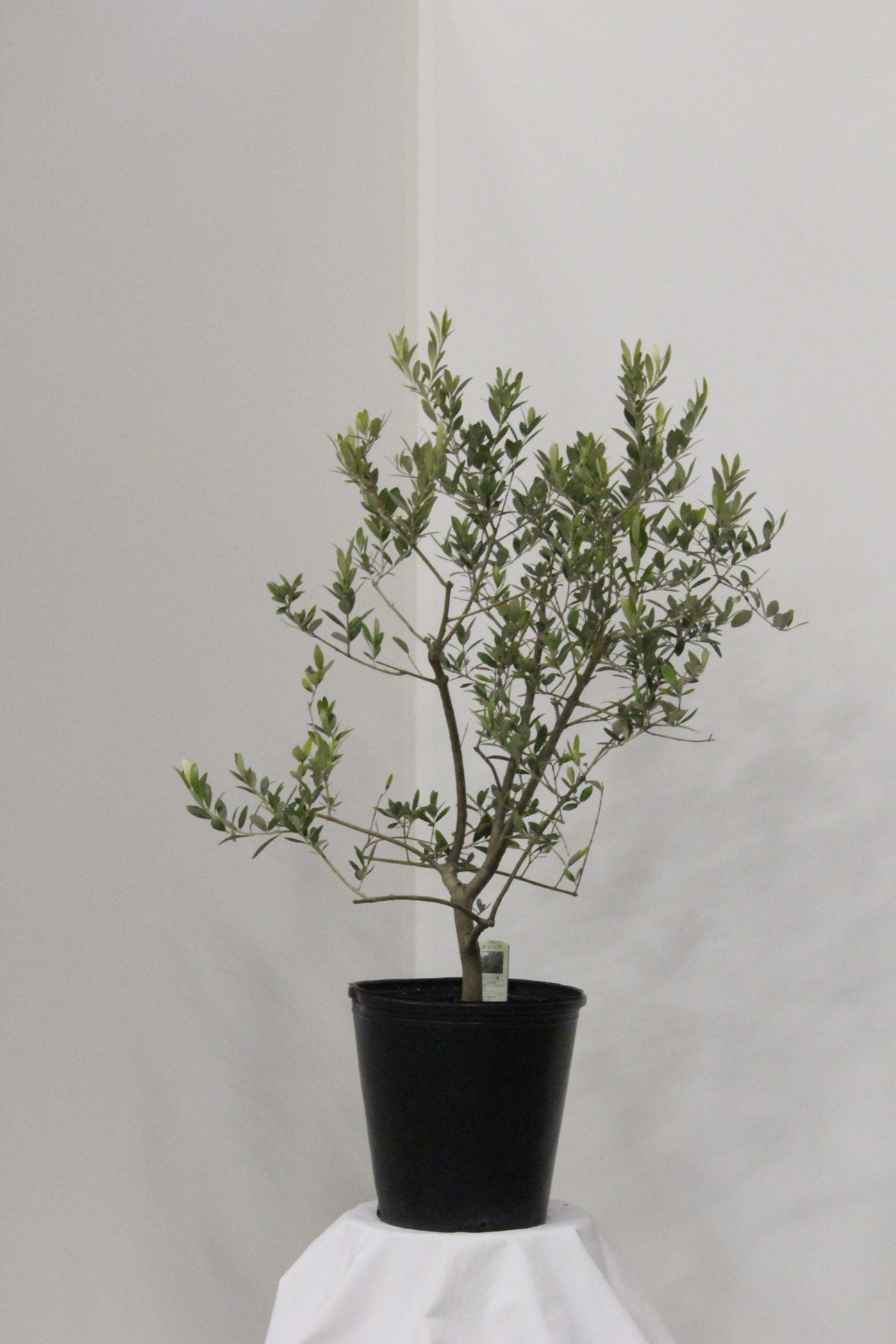 オリーブ苗木8号ポット アルベキナ｜オリーブ化粧品の日本オリーブ公式通販