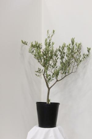 オリーブ苗木8号ポット ミッション｜オリーブ化粧品の日本オリーブ公式通販