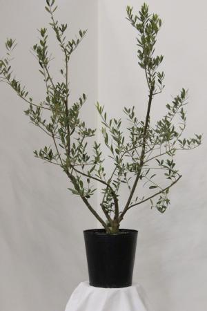 オリーブ苗木8号ポット ネバディロ・ブランコ｜オリーブ化粧品の日本