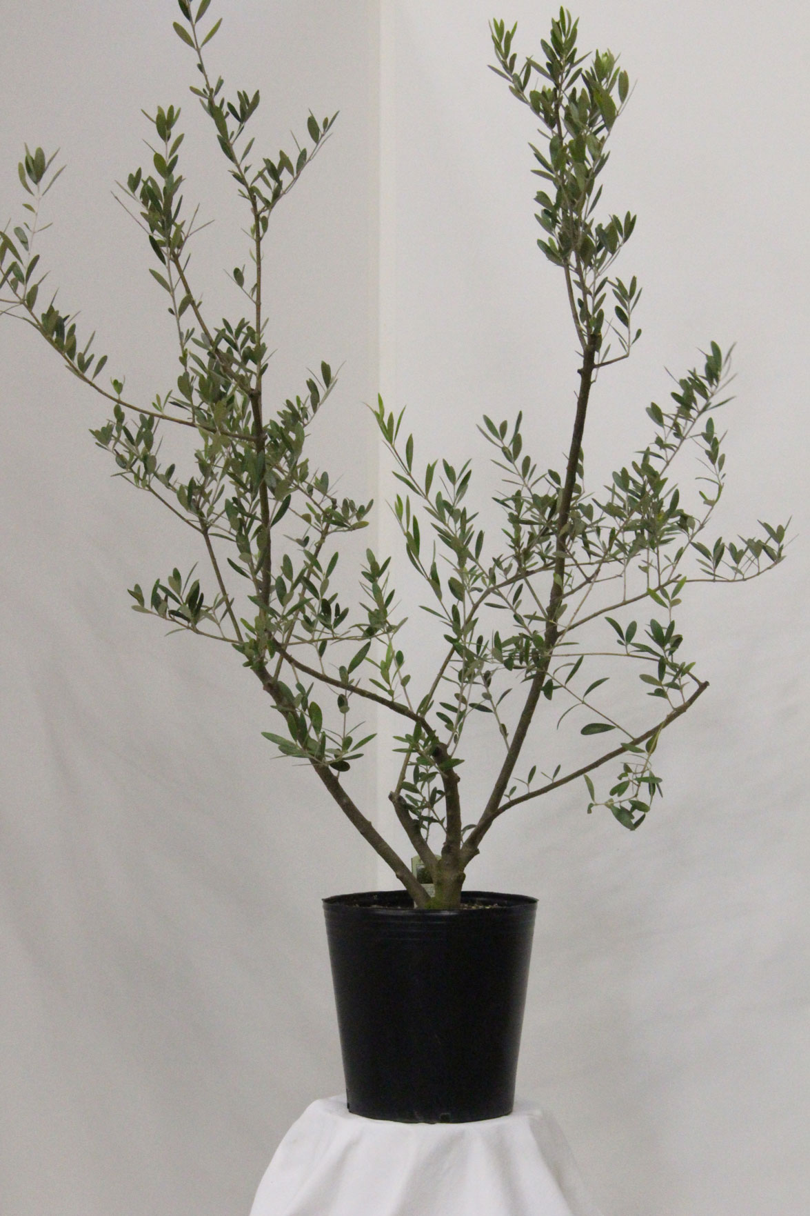 オリーブ苗木8号ポット ネバディロ・ブランコ｜オリーブ化粧品の日本