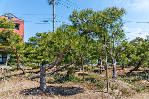 飛騨赤松・苗木販売『西田司園』|飛騨の赤松 様々な形状