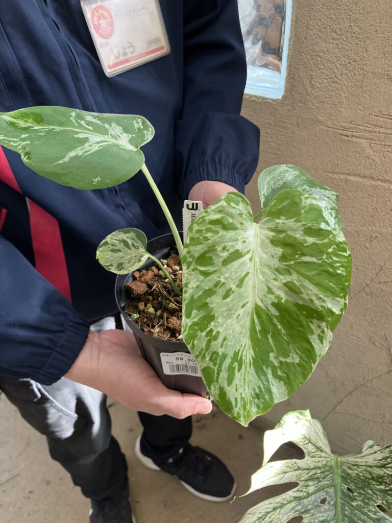 植物】デビルモンスター登場！ | 西村ジョイ ホームセンター香川