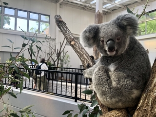 お客さんが歩く通路からもコアラの姿を間近に見ることができます