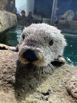 イケおじラッコ」のリロ死ぬ 福岡市のマリンワールド海の中道