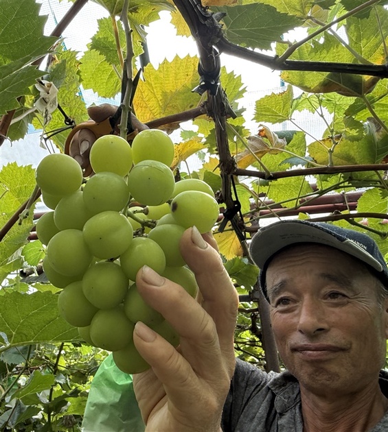 福岡・みやま市で鮮やか「緑色の宝石」 シャインマスカットの収穫
