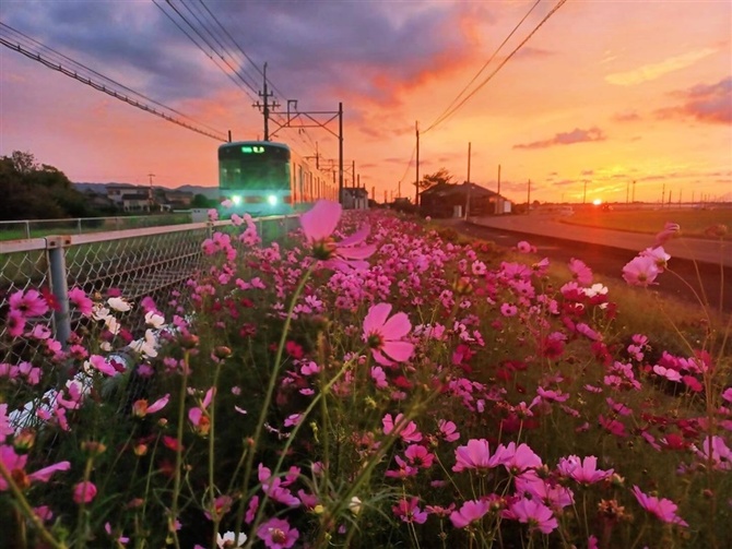 福岡・北野町のコスモスフォトコン、グランプリに「秋夕映えの秋桜