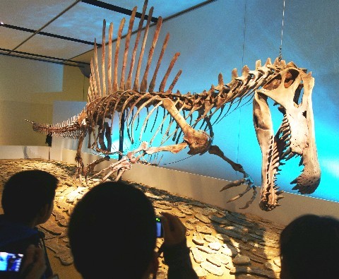 水中で泳ぐ姿が想像できる「スピノサウルス」の骨格標本 - 恐竜 進化の
