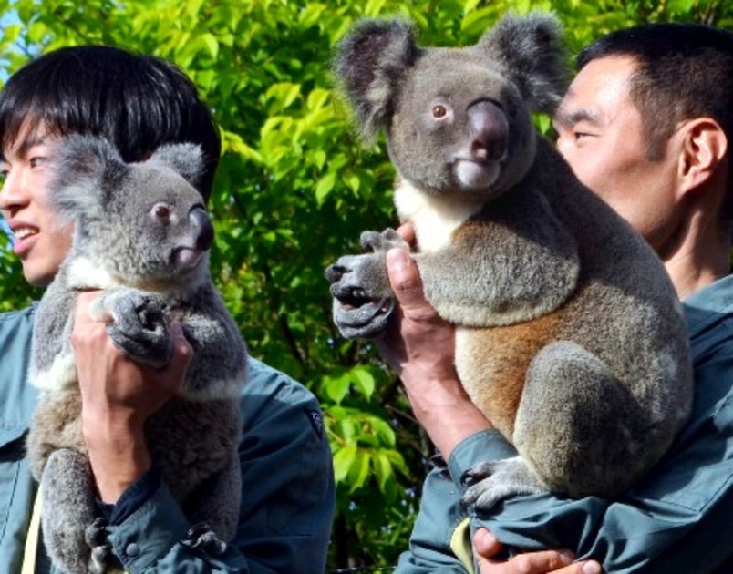 コアラ2匹が仲間入り 飼育数は国内最多10匹 鹿児島・平川動物公園