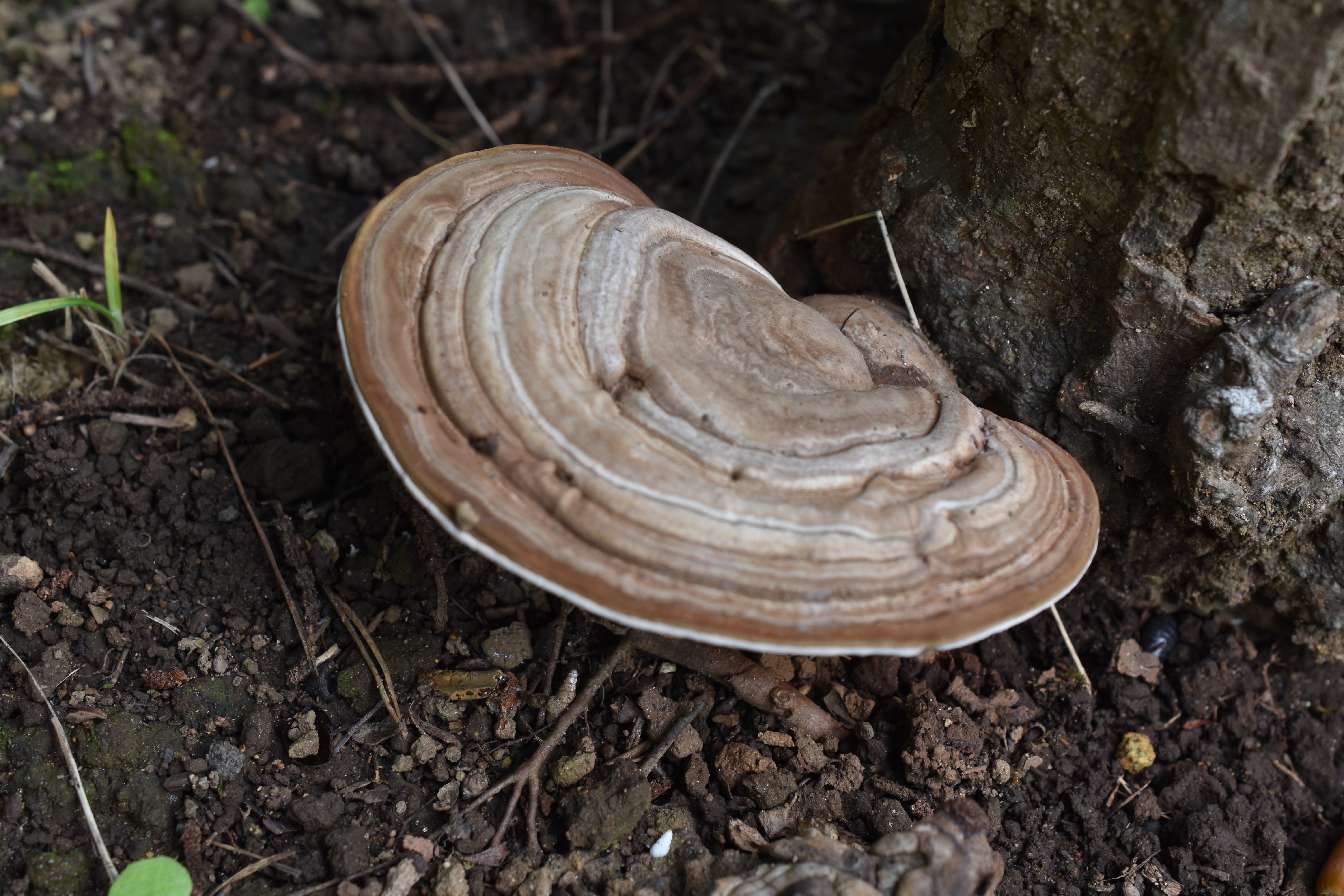445．《コフキサルノコシカケ（粉吹猿の腰掛）キノコ類
