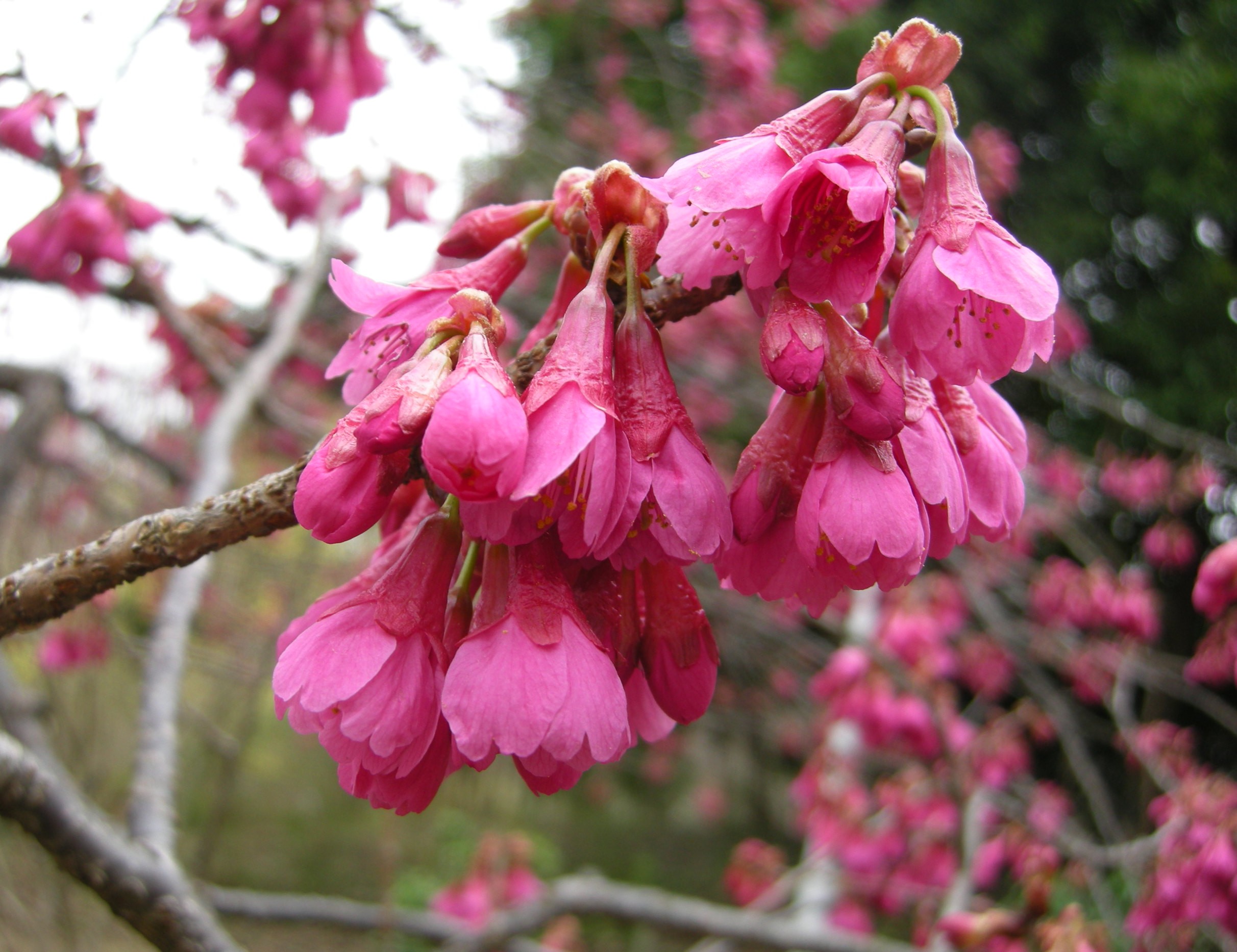458．《カンヒザクラ（寒緋桜）別名ヒカンザクラ（緋寒桜