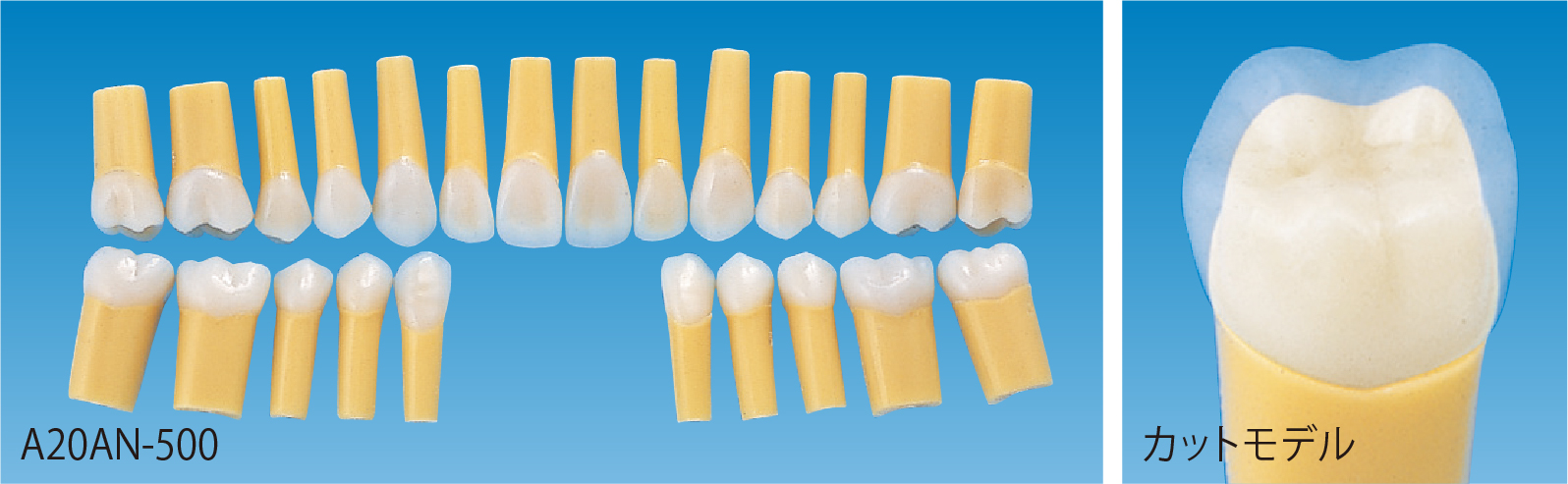 標準実習用2層模型歯 [A20AN-500]｜株式会社ニッシン｜歯科模型・歯科