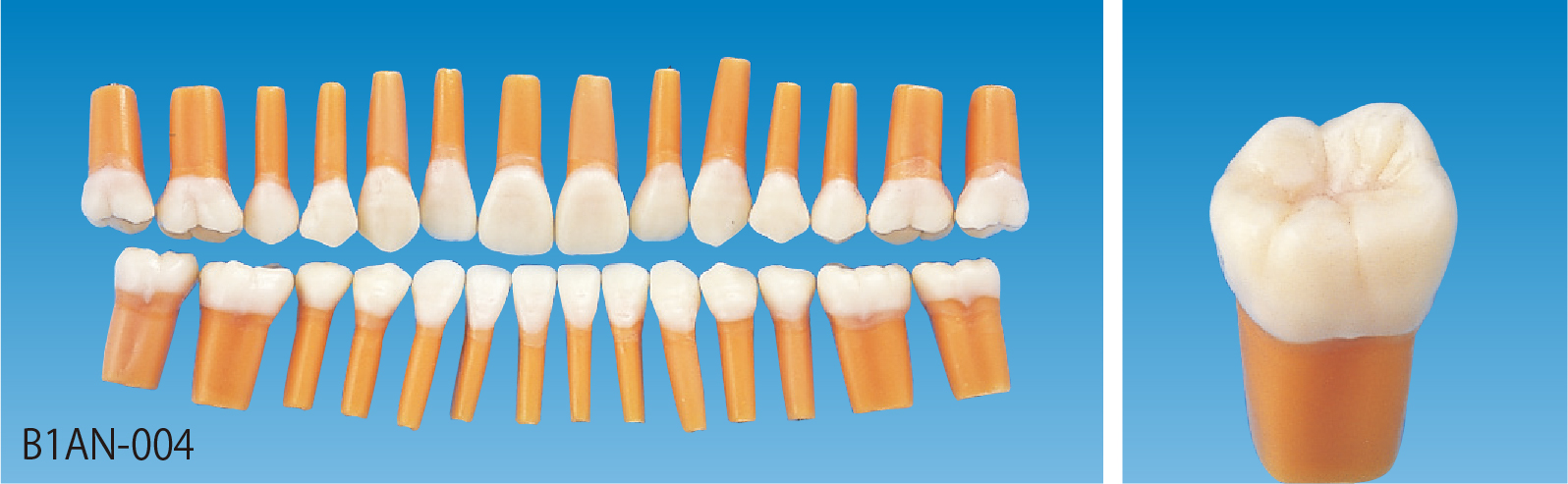 歯周外科実習用顎模型 [P15D-004-PS](D咬合器つき)｜株式会社ニッシン