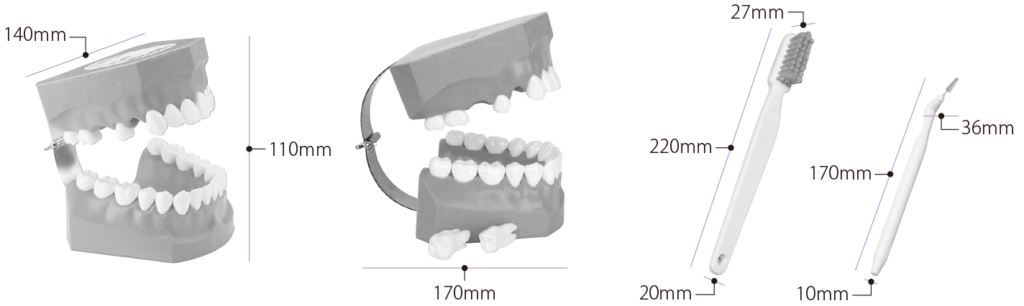 2倍大歯磨き指導用顎模型(永久歯列) [PE-STP002(P3B-705)]｜株式会社