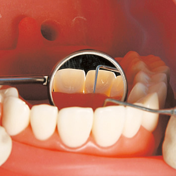 シンプルマネキンⅢ｜株式会社ニッシン｜歯科模型・歯科材料のトップ