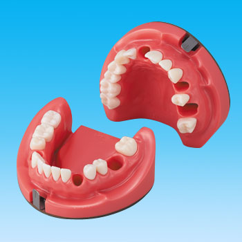 歯内療法実習用複製根模型歯 [B12-500]｜株式会社ニッシン｜歯科模型