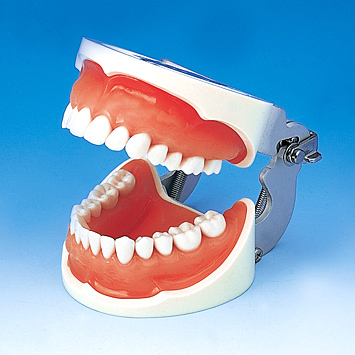 う蝕検知液可染性模型歯 [A16ANシリーズ]｜株式会社ニッシン｜歯科模型