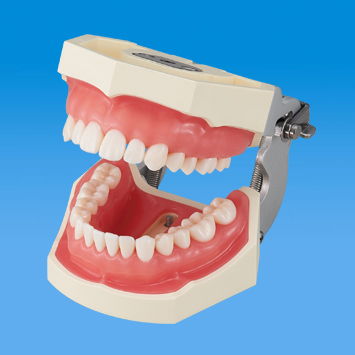 SRP実習用根分岐模型歯 [A2AN-736,737,739,738]｜株式会社ニッシン