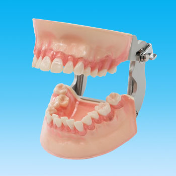 SRP実習用顎模型 [P15FE-MINT.1]｜株式会社ニッシン｜歯科模型・歯科