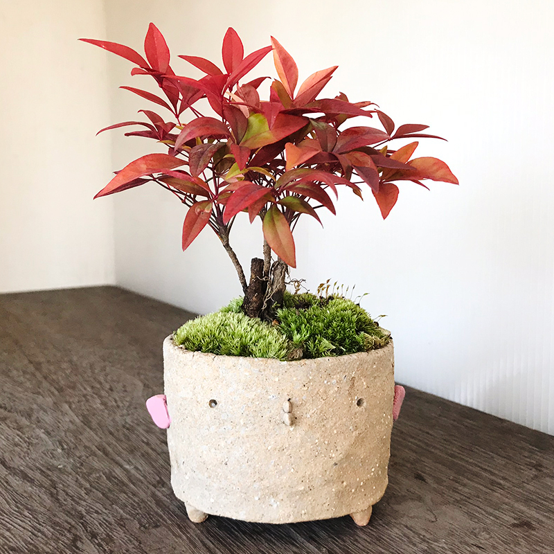 送料無料 南天のミニ盆栽 鉢 真山茜 炭化焼き締め トリ鉢盆栽 ぼんさい