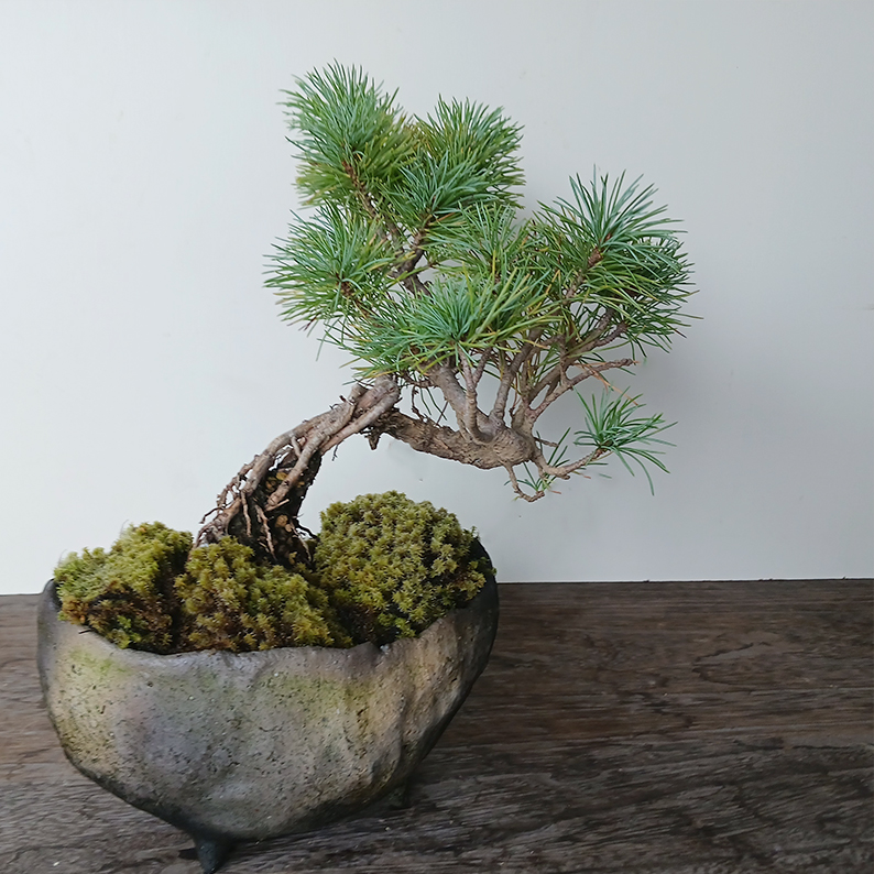 どっしりした重厚感【五葉松の盆栽（真山茜 炭化焼締鉢）】盆栽 ぼん
