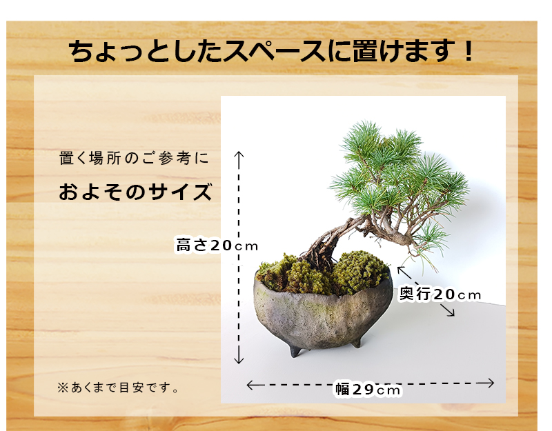 どっしりした重厚感【五葉松の盆栽（真山茜 炭化焼締鉢）】盆栽 ぼん