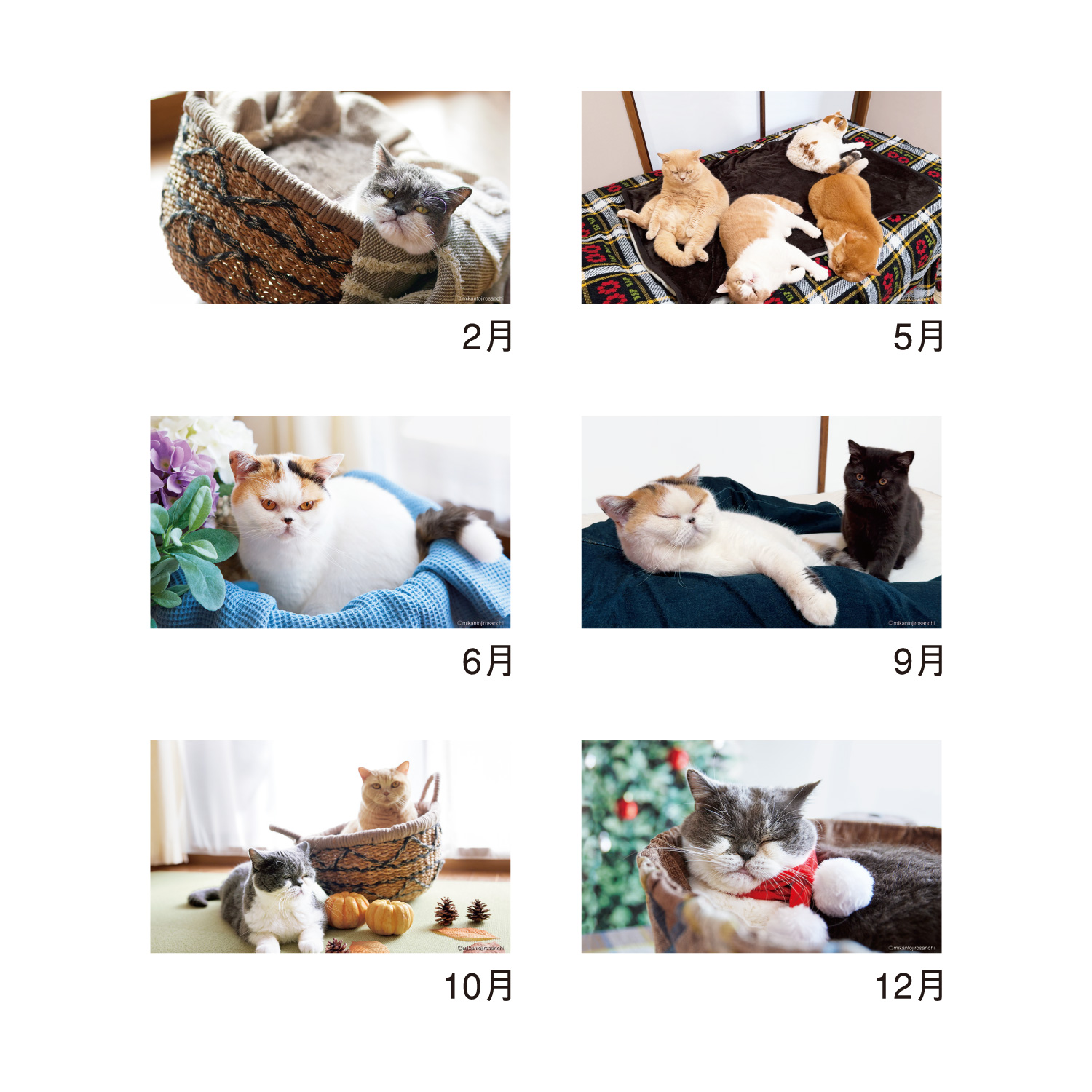 卓上カレンダー ねこと生活 みかんとじろうさんち｜卓上カレンダー（名