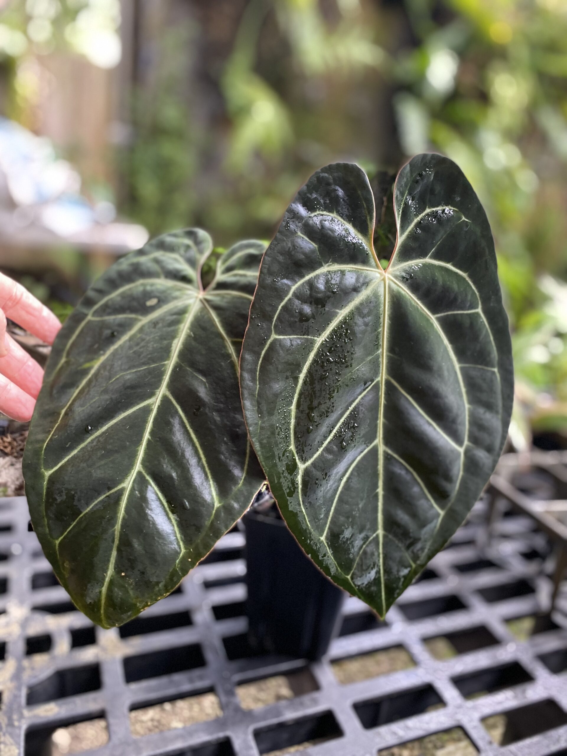 Anthurium besseae aff - NSE Tropicals