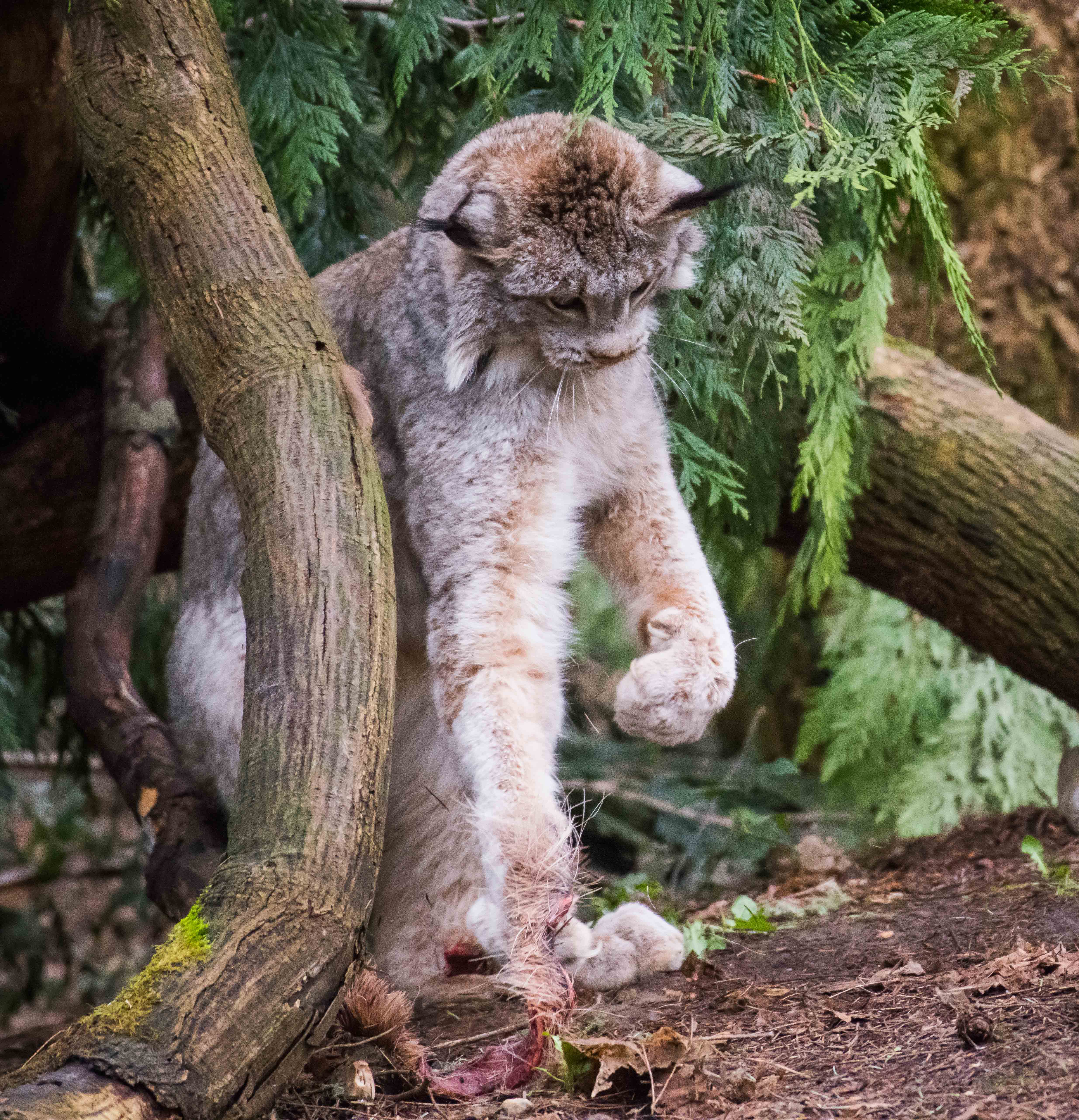 Nuka, the new Canada lynx at Northwest Trek