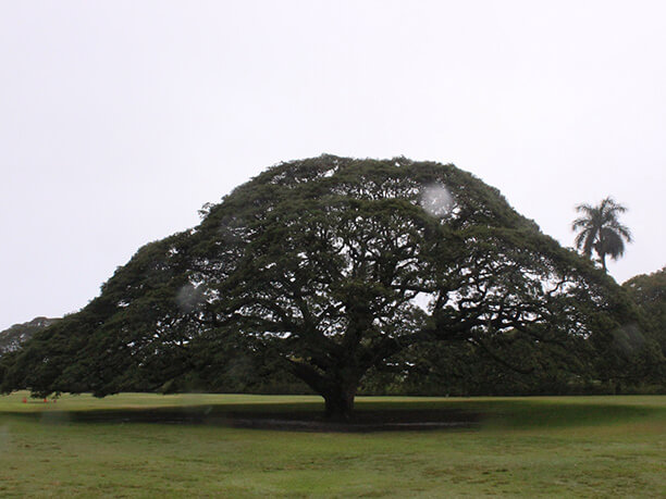 この木なんの木♪のCMで有名 モアナルアガーデンの大きな木 | J-TRIP